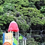子どもらが利用する「みんなのさくら広場」近くでも多くのシラサギが営巣する＝姫路市延末