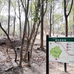 ひよどりごえ森林公園内に設けられた樹林葬墓地（神戸市提供）