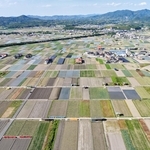 パッチワークのような光景が広がるタマネギ畑＝南あわじ市榎列小榎列（ドローンで撮影）