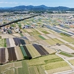 パッチワークのような光景が広がるタマネギ畑＝南あわじ市榎列小榎列（ドローンで撮影）