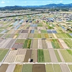 パッチワークのような光景が広がるタマネギ畑＝南あわじ市榎列小榎列（ドローンで撮影）