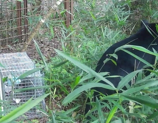 有害鳥獣捕獲のために設置されたセンサーカメラに写り込んだクマ（右）＝１８日午前６時半ごろ、神戸市北区道場町（神戸市提供）