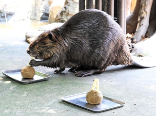 「Ｓ」の餌に食らいつくアメリカビーバーの「マメ」。スペインの優勝を予想した＝18日午後、姫路セントラルパーク