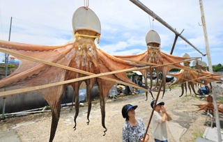 本格的な夏が始まり、青空の下につるされた干しだこ＝明石市二見町東二見