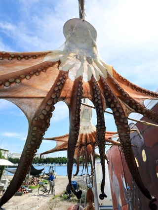 本格的な夏の日差しの下につるされた干しだこ＝明石市二見町東二見