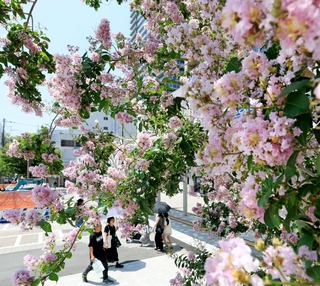 見頃を迎えた百日紅＝神戸市垂水区日向１