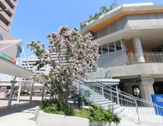 見頃を迎えた百日紅＝神戸市垂水区日向１