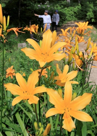 鮮やかなオレンジ色の花を咲かせるニッコウキスゲ＝神戸市灘区六甲山町、六甲高山植物園