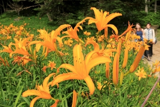 鮮やかなオレンジ色の花を咲かせるニッコウキスゲ＝神戸市灘区六甲山町、六甲高山植物園