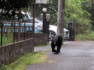 住宅街に止められた車の近くを歩くツキノワグマ＝市川町奥（市川町提供）