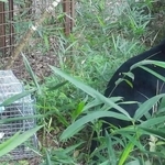有害鳥獣捕獲のために設置されたセンサーカメラに写り込んだクマ（右）＝１８日午前６時半ごろ、神戸市北区道場町（神戸市提供）