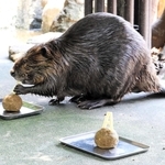 「Ｓ」の餌に食らいつくアメリカビーバーの「マメ」。スペインの優勝を予想した＝18日午後、姫路セントラルパーク