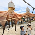 本格的な夏が始まり、青空の下につるされた干しだこ＝明石市二見町東二見