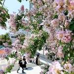 見頃を迎えた百日紅＝神戸市垂水区日向１