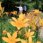 鮮やかなオレンジ色の花を咲かせるニッコウキスゲ＝神戸市灘区六甲山町、六甲高山植物園