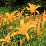 鮮やかなオレンジ色の花を咲かせるニッコウキスゲ＝神戸市灘区六甲山町、六甲高山植物園