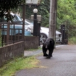 住宅街に止められた車の近くを歩くツキノワグマ＝市川町奥（市川町提供）