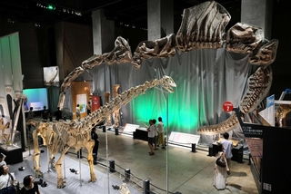 竜脚類の巨大さを体感できる展示会場。奥に見える弓なりの骨格は、目玉の一つ「シンジャンティタン」の産状骨格＝福井県立恐竜博物館