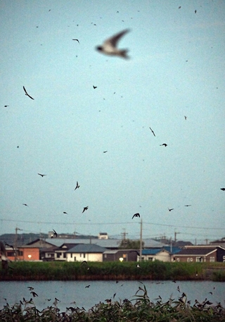 ため池の上空を飛び回るツバメ＝明石市大久保町（撮影・風斗雅博）