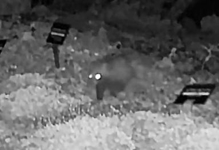 センサーカメラに映ったタヌキの子ども＝７月１７日深夜、神戸市灘区、六甲高山植物園
