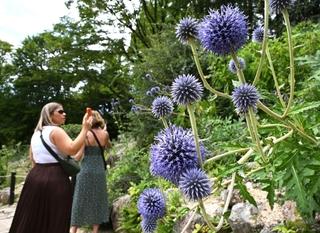 青紫色が涼しげなヒゴタイの花＝神戸市灘区六甲山町、六甲高山植物園