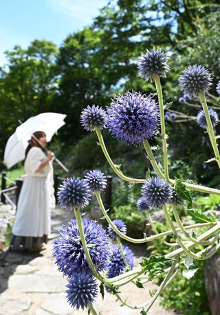 青紫色が涼しげなヒゴタイの花＝神戸市灘区六甲山町、六甲高山植物園
