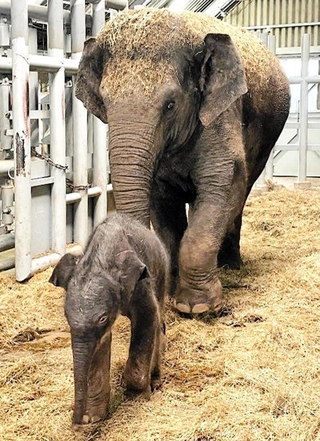 ２２日に誕生したアジアゾウの赤ちゃんと、母親の「シューティー」＝姫路セントラルパーク（同園提供）