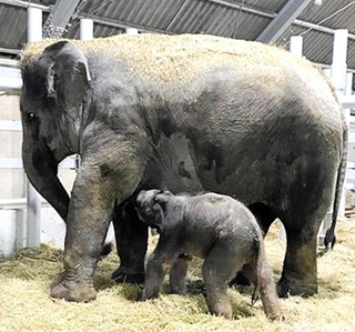 ２２日に誕生したアジアゾウの赤ちゃんと、母親の「シューティー」＝姫路セントラルパーク（同園提供）