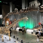 竜脚類の巨大さを体感できる展示会場。奥に見える弓なりの骨格は、目玉の一つ「シンジャンティタン」の産状骨格＝福井県立恐竜博物館
