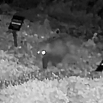 センサーカメラに映ったタヌキの子ども＝７月１７日深夜、神戸市灘区、六甲高山植物園