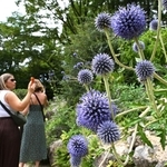 青紫色が涼しげなヒゴタイの花＝神戸市灘区六甲山町、六甲高山植物園
