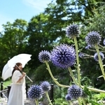 青紫色が涼しげなヒゴタイの花＝神戸市灘区六甲山町、六甲高山植物園
