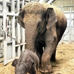 ２２日に誕生したアジアゾウの赤ちゃんと、母親の「シューティー」＝姫路セントラルパーク（同園提供）