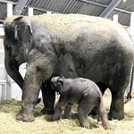 ２２日に誕生したアジアゾウの赤ちゃんと、母親の「シューティー」＝姫路セントラルパーク（同園提供）