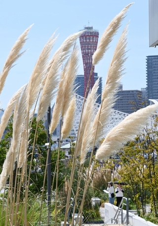 海からの風に揺れるパンパスグラス＝神戸市中央区新港町