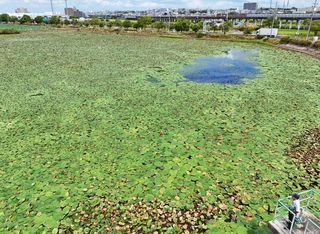 西島新池をほぼ覆い尽くすほど繁茂するオニバス＝明石市大久保町西島（ドローンで撮影）