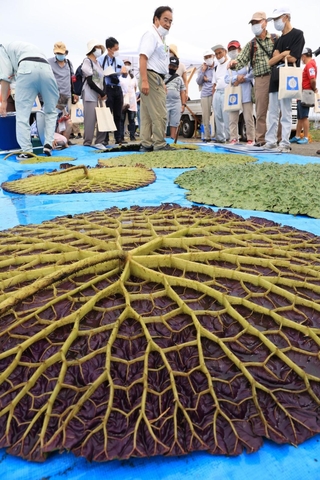 西島新池で毎年開かれているオニバスの観察会＝２０２２年８月、明石市大久保町西島