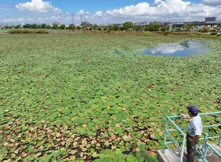 西島新池をほぼ覆い尽くすほど繁茂するオニバス＝明石市大久保町西島（ドローンで撮影）