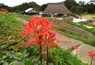 秋の田園風景に彩りを添えるヒガンバナ＝神戸市北区山田町藍那、あいな里山公園