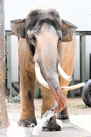34歳で死んだアジアゾウ「マック」（王子動物園提供）