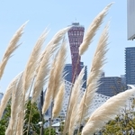 海からの風に揺れるパンパスグラス＝神戸市中央区新港町