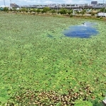 西島新池をほぼ覆い尽くすほど繁茂するオニバス＝明石市大久保町西島（ドローンで撮影）