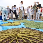 西島新池で毎年開かれているオニバスの観察会＝２０２２年８月、明石市大久保町西島