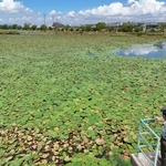 西島新池をほぼ覆い尽くすほど繁茂するオニバス＝明石市大久保町西島（ドローンで撮影）