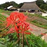 秋の田園風景に彩りを添えるヒガンバナ＝神戸市北区山田町藍那、あいな里山公園