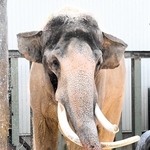 34歳で死んだアジアゾウ「マック」（王子動物園提供）