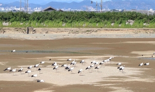 乾いたため池で羽を休めるコウノトリの群れ＝神戸市西区岩岡町