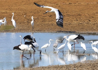 サギに混じって水辺で餌を探すコウノトリ＝神戸市西区岩岡町