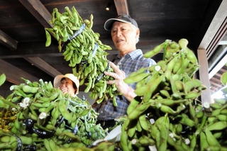 さや付きが良い黒枝豆を選ぶ買い物客＝８日午前、丹波篠山市立町