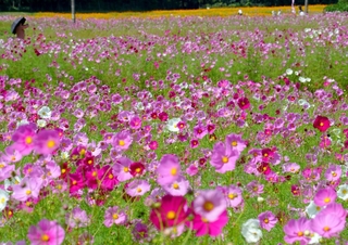 陽光を浴び、鮮やかに輝くコスモスの花々＝丹波市氷上町、清住コスモス園